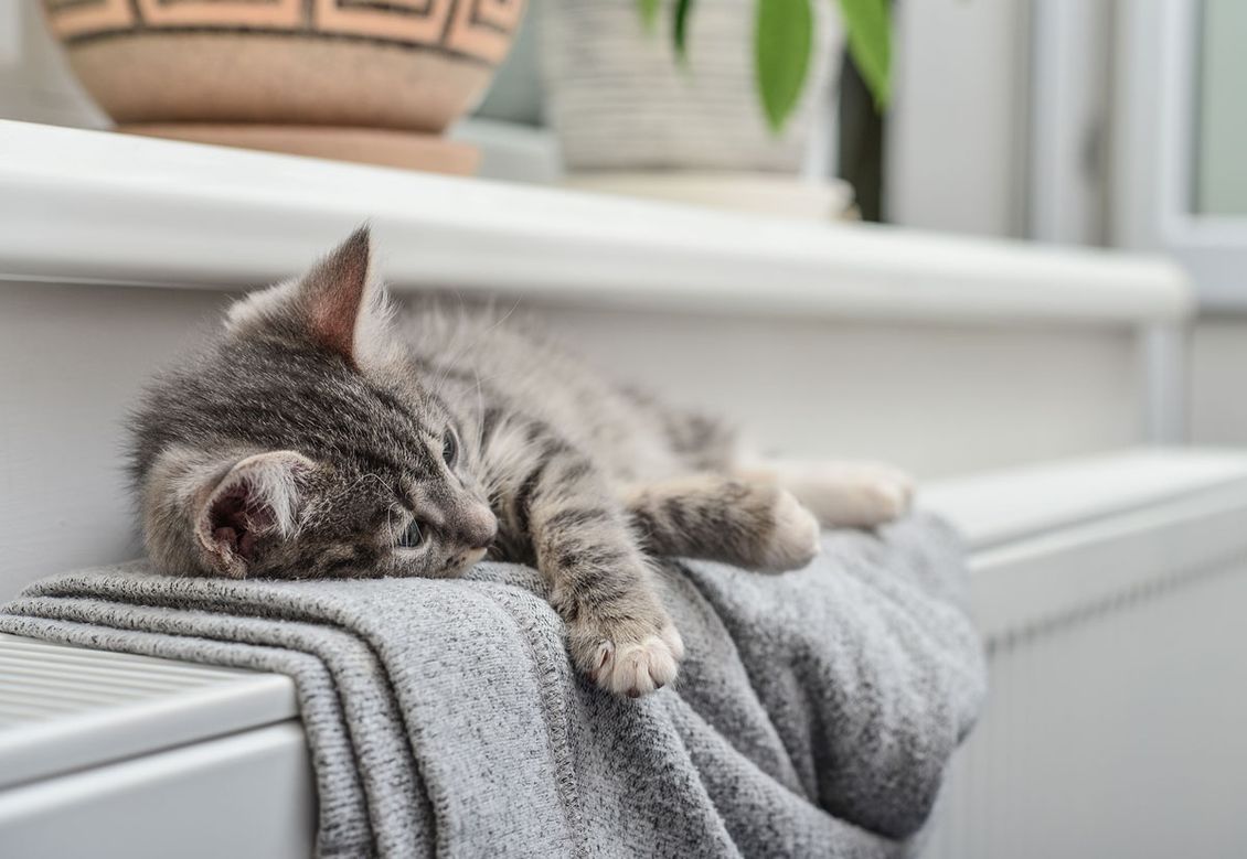 Kitten resting on a radiator.
